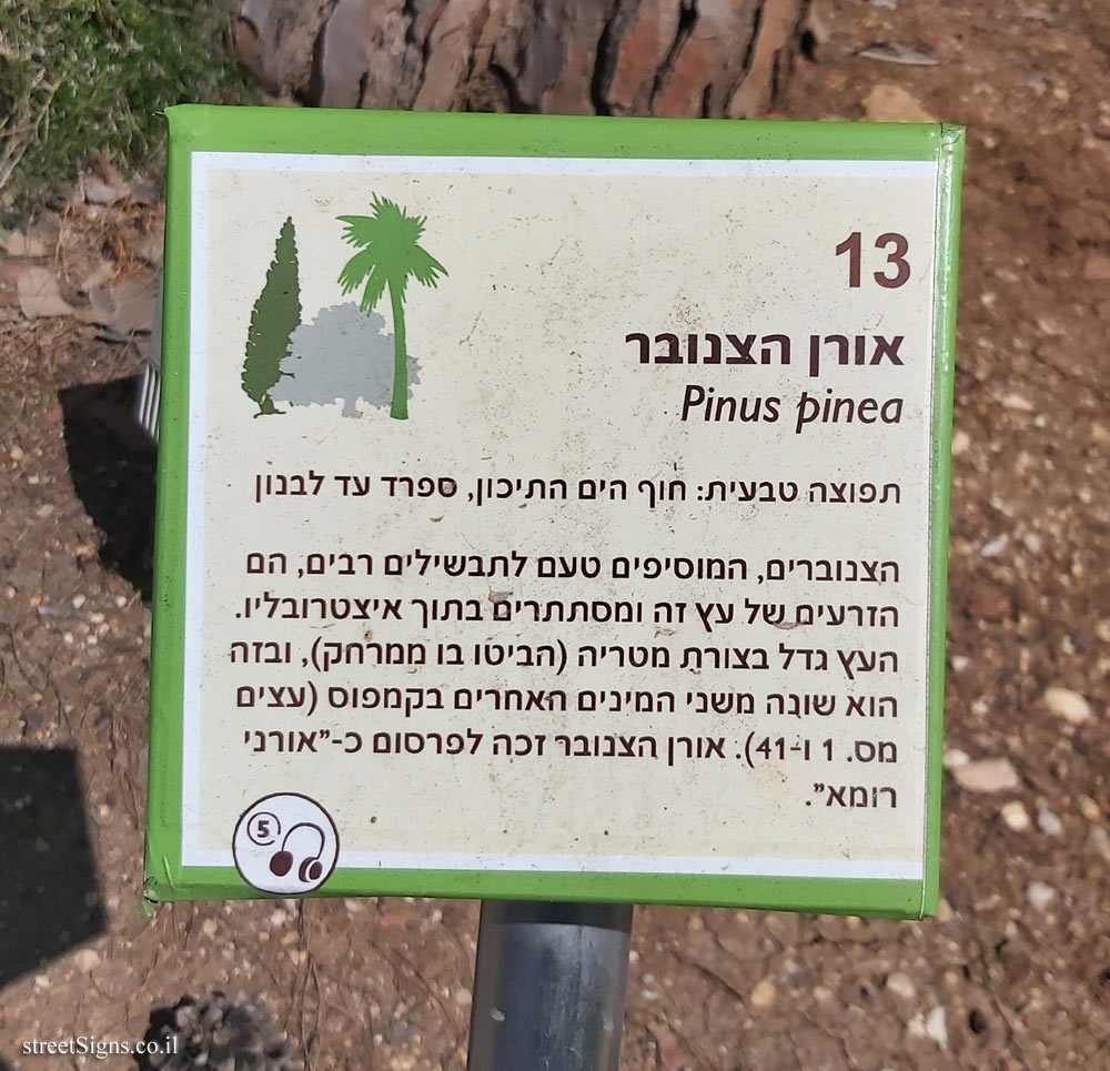 The Hebrew University of Jerusalem - Discovery Tree Walk - Umbrella Pine
