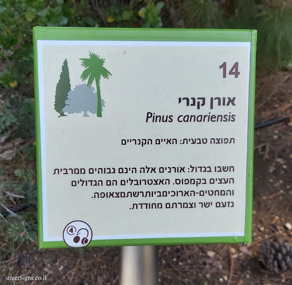 The Hebrew University of Jerusalem - Discovery Tree Walk - Canary Islands Pine