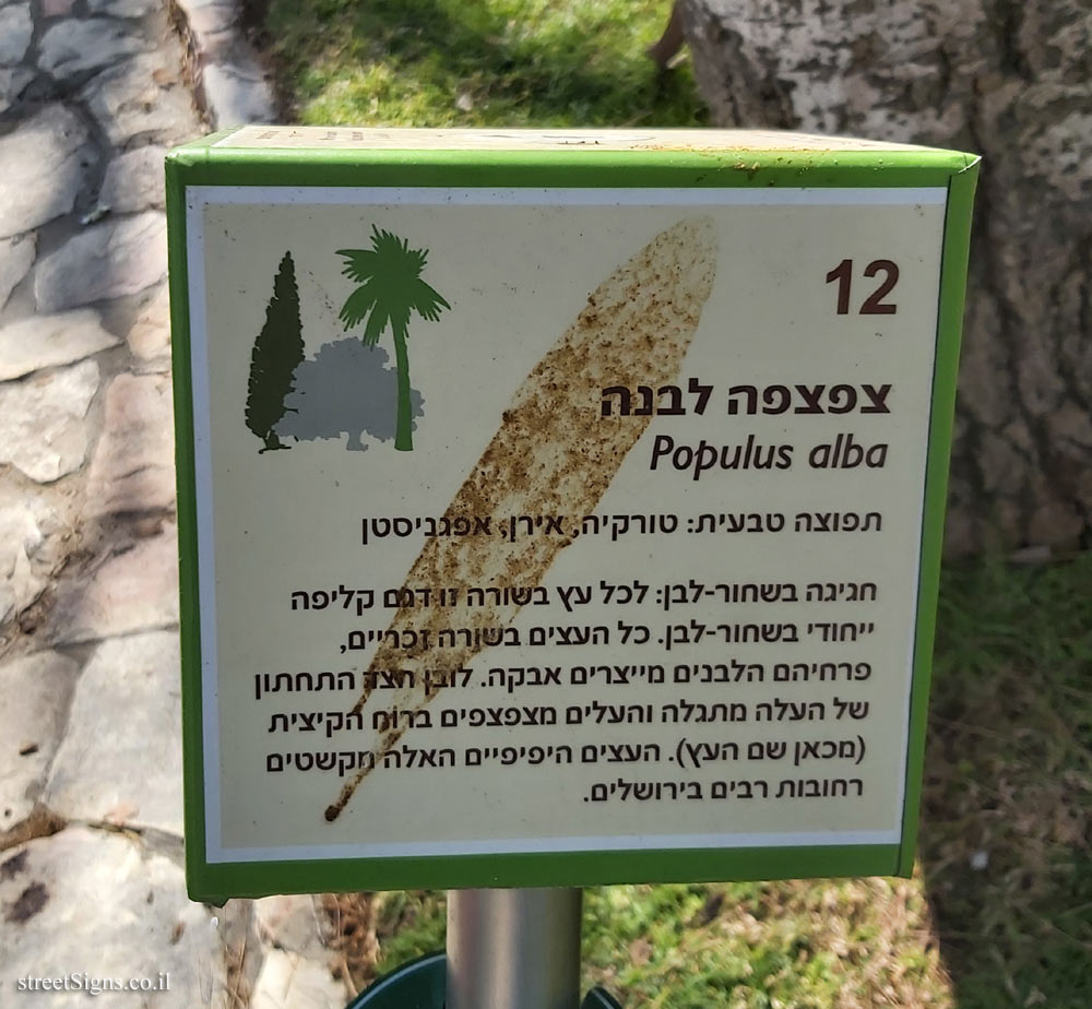 The Hebrew University of Jerusalem - Discovery Tree Walk - White Poplar