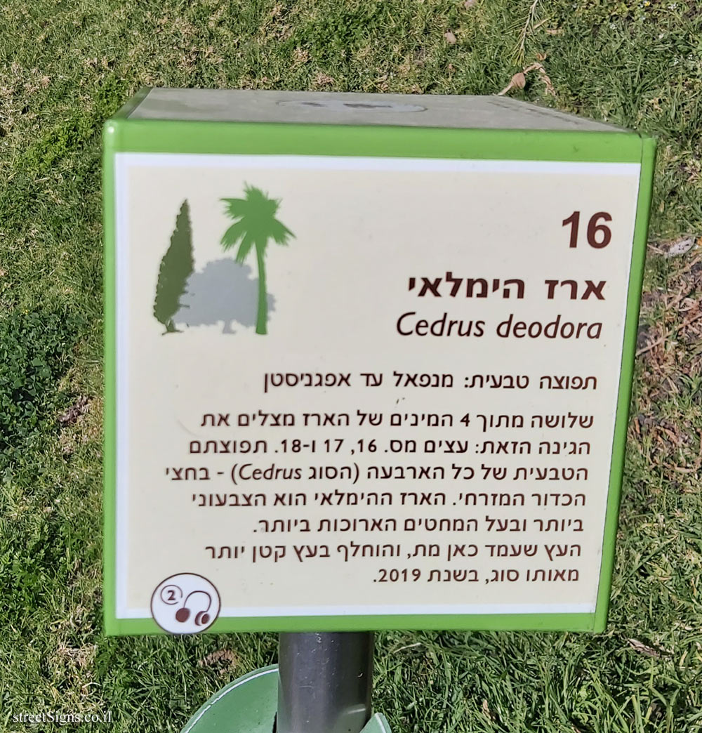 The Hebrew University of Jerusalem - Discovery Tree Walk - Himalayan Cedar