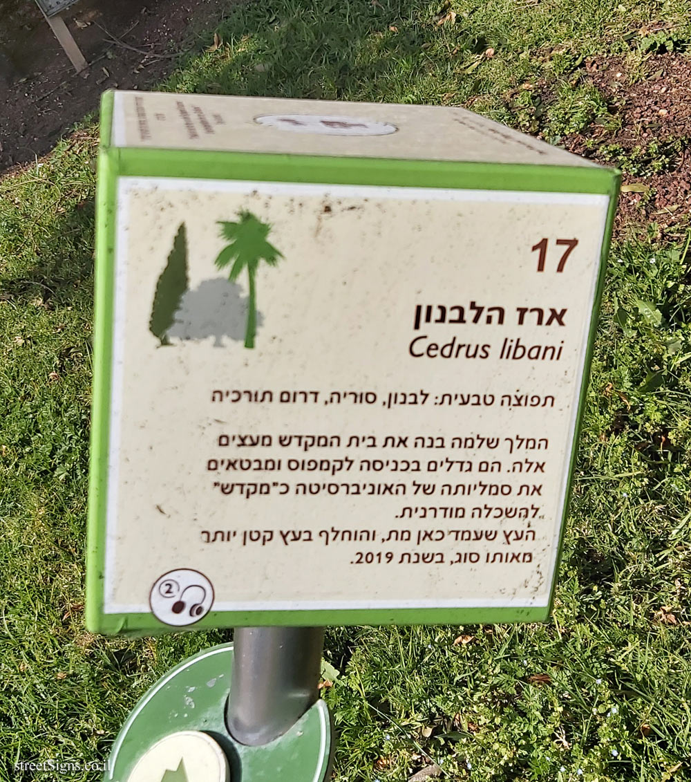 The Hebrew University of Jerusalem - Discovery Tree Walk - Cedar of Lebanon