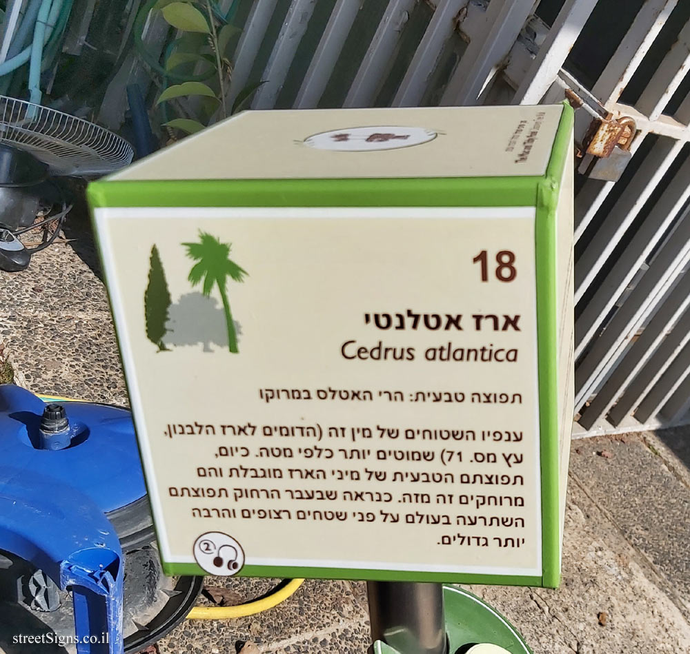 The Hebrew University of Jerusalem - Discovery Tree Walk - Atlas Cedar