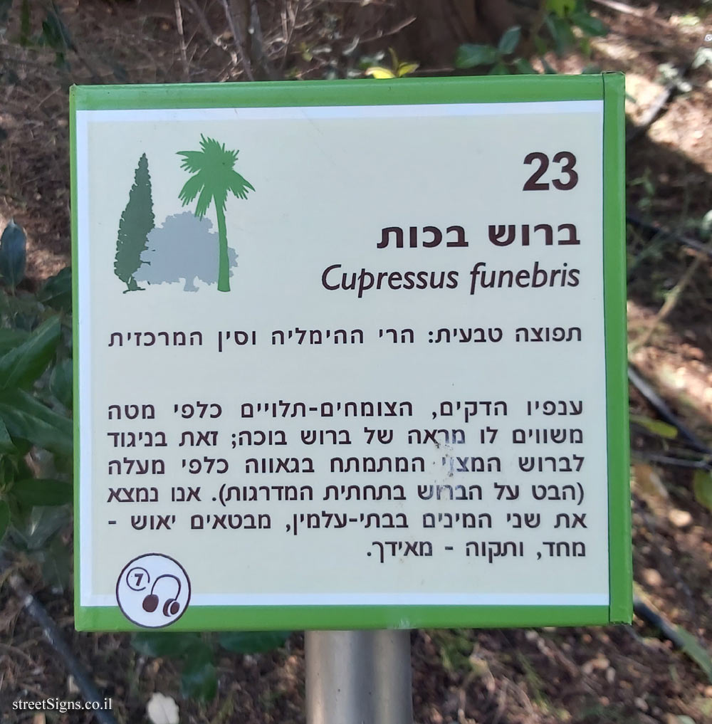 The Hebrew University of Jerusalem - Discovery Tree Walk - Weeping Cypress