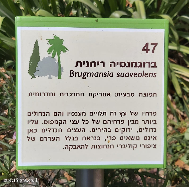 The Hebrew University of Jerusalem - Discovery Tree Walk - Angel’s Trumpet 