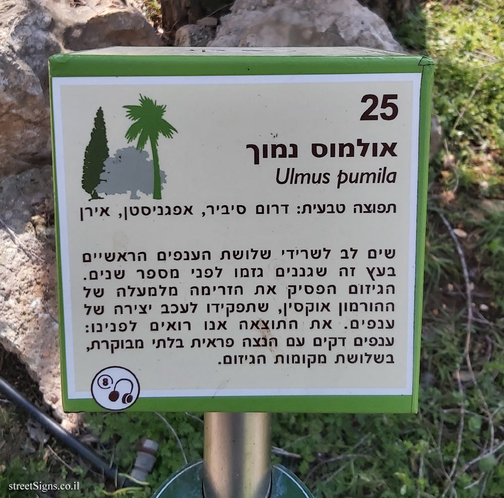The Hebrew University of Jerusalem - Discovery Tree Walk - Siberian Elm