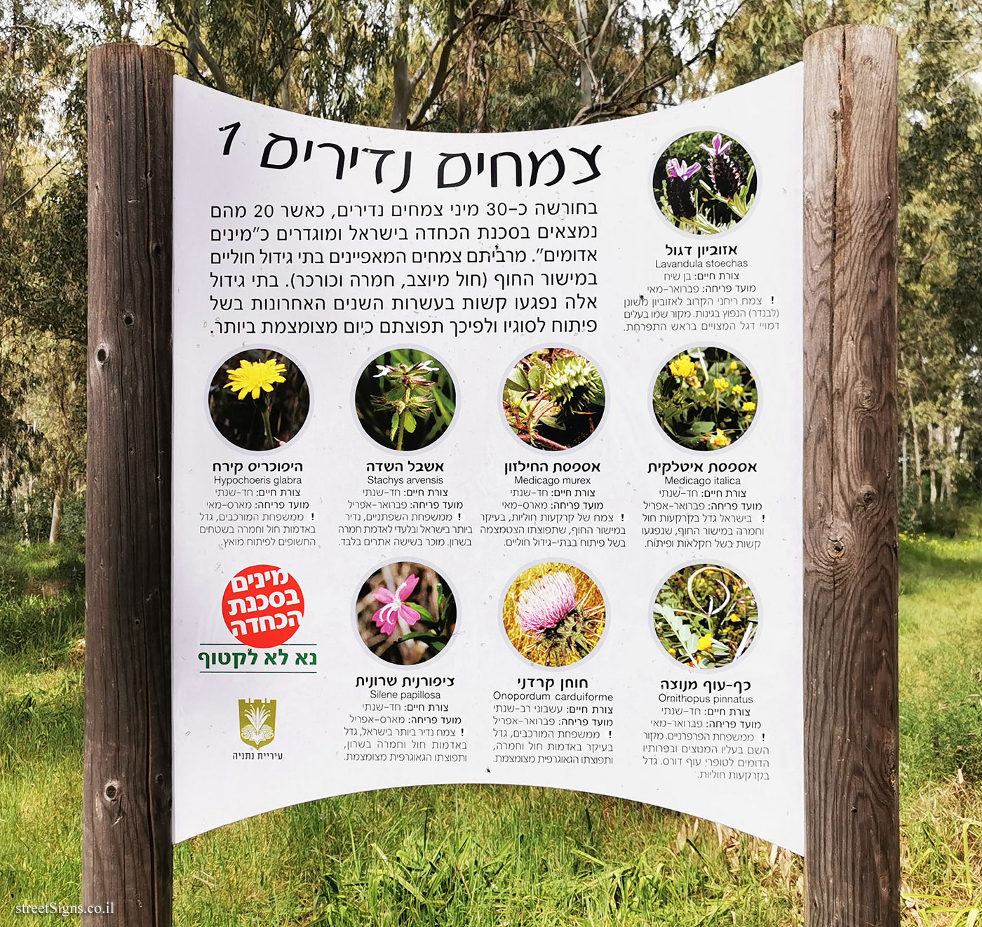 Netanya - Sergeant’s Grove - Rare plants 1