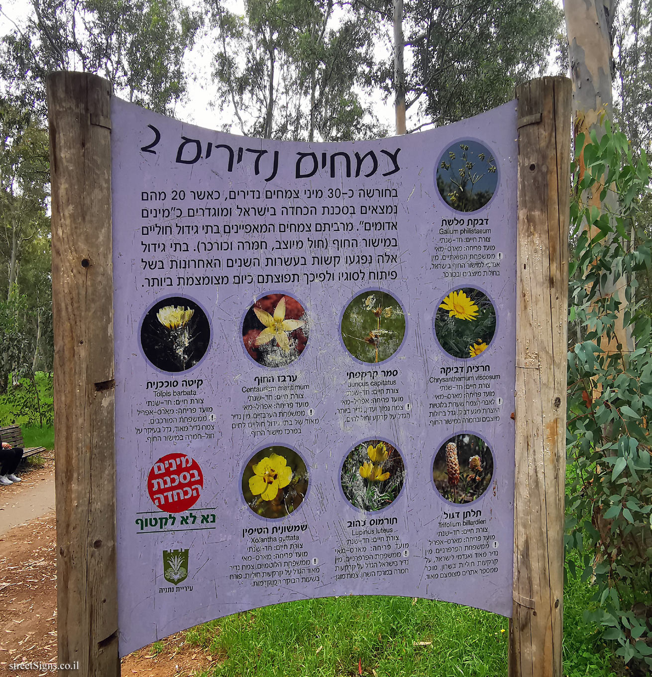 Netanya - Sergeant’s Grove - Rare plants 2