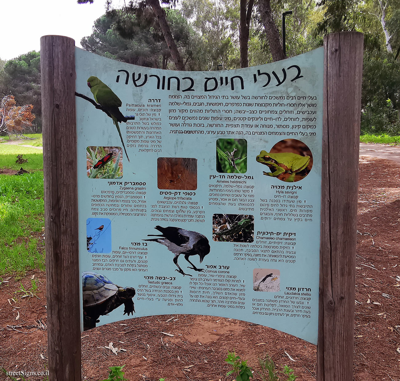 Netanya - Sergeant’s Grove - Animals in the grove