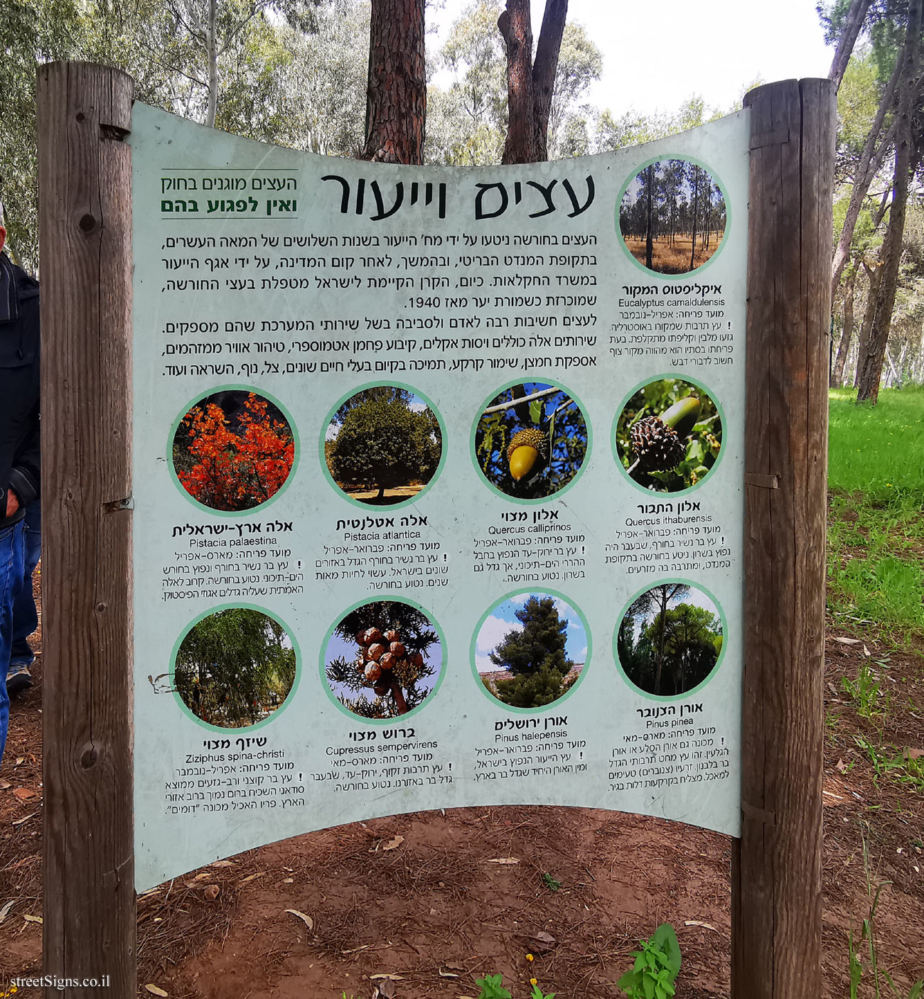 Netanya - Sergeant’s Grove - Trees and afforestation