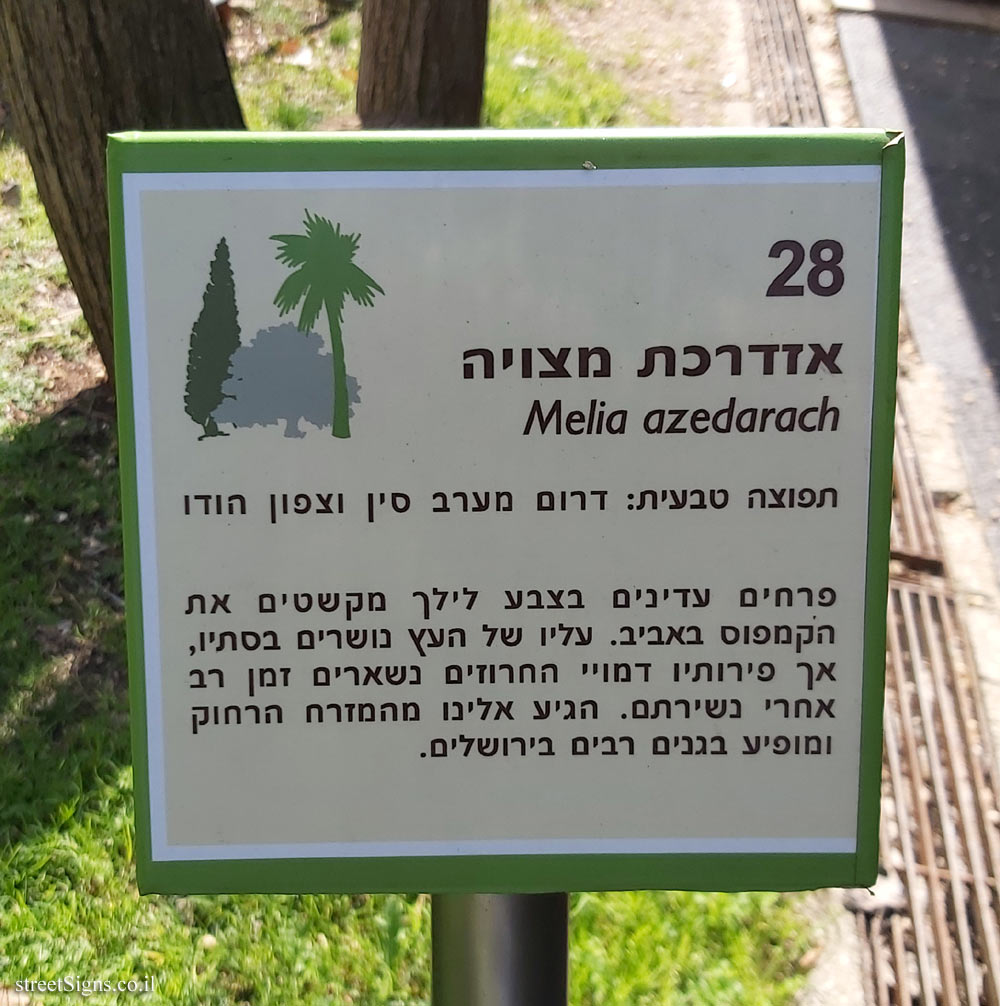 The Hebrew University of Jerusalem - Discovery Tree Walk - Chinaberry