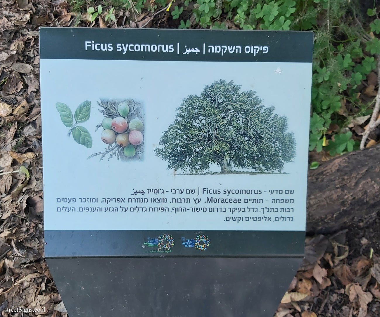 Tel Aviv - Ecological Botanical Garden - Ficus sycomorus