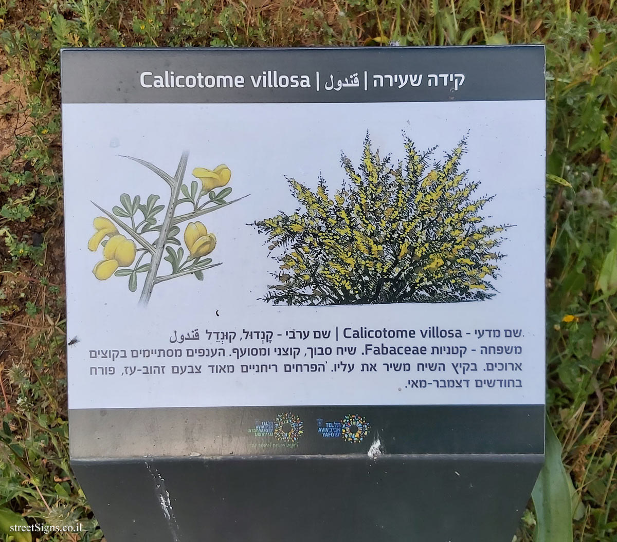 Tel Aviv - Ecological Botanical Garden - hairy thorny broom