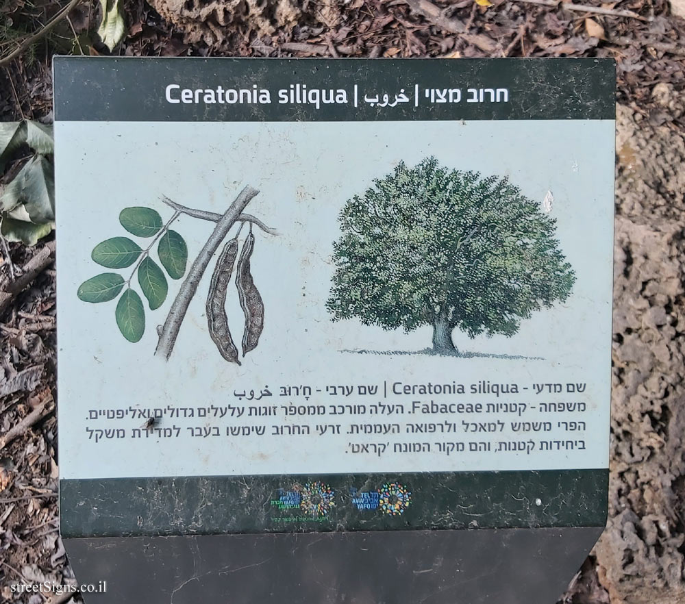 Tel Aviv - Ecological Botanical Garden - Carob