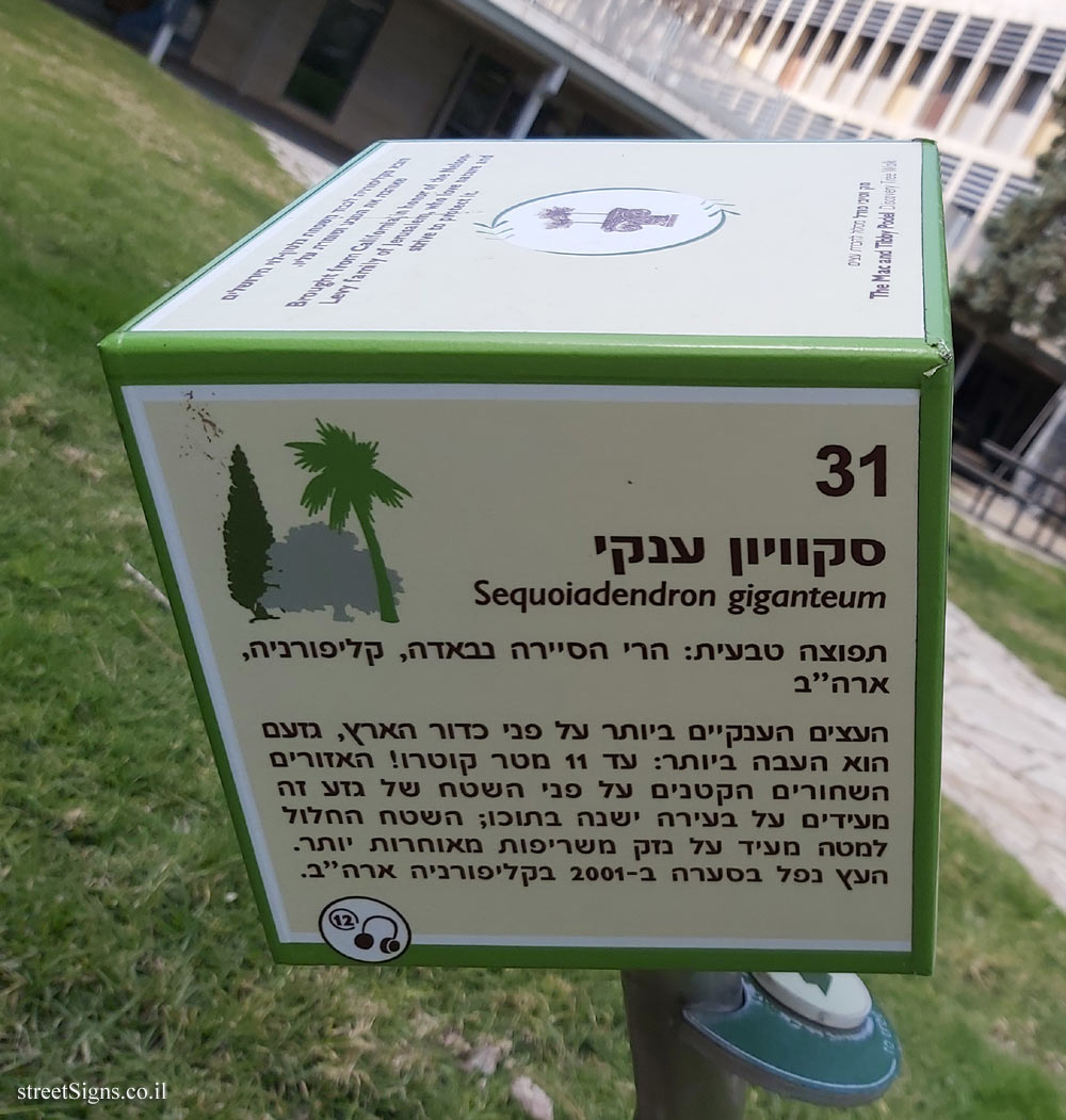The Hebrew University of Jerusalem - Discovery Tree Walk - Giant Sequoia