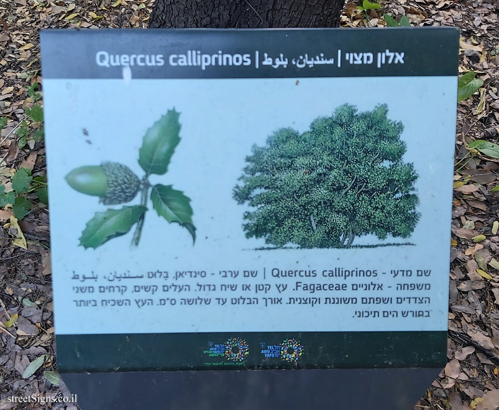 Tel Aviv - Ecological Botanical Garden - Palestine oak
