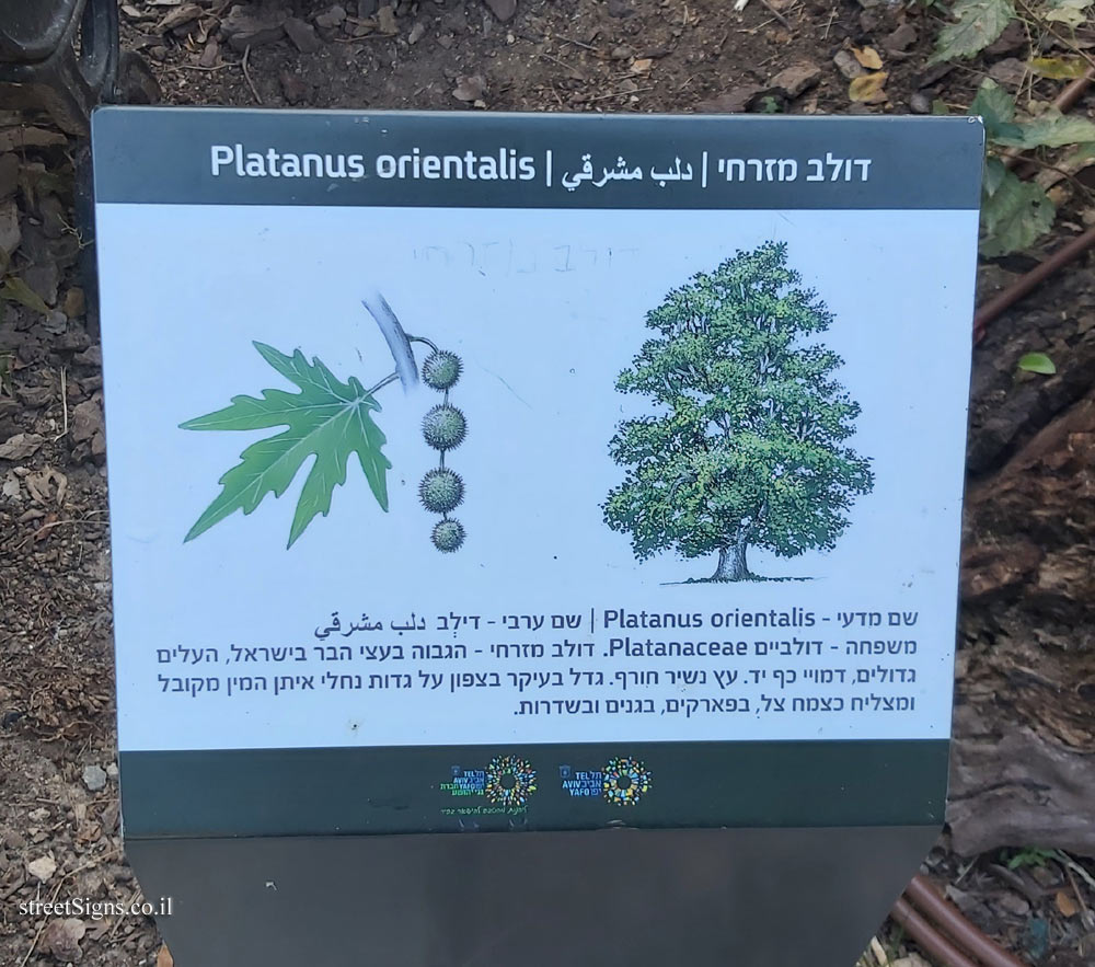Tel Aviv - Ecological Botanical Garden - Oriental plane