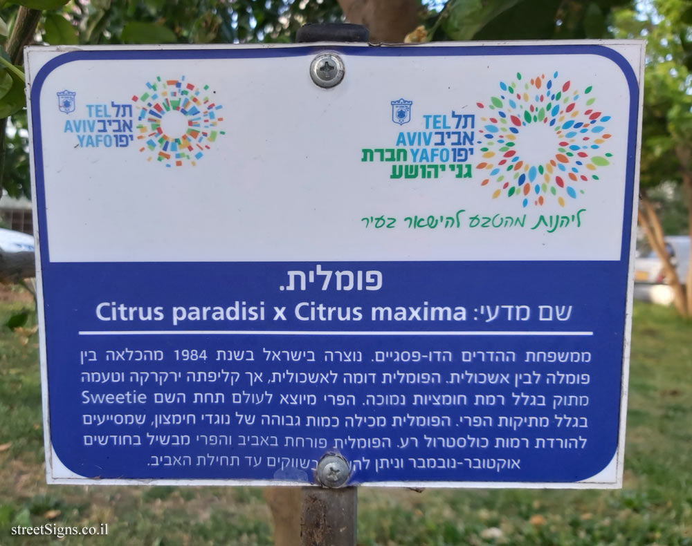 Tel Aviv Orchard - Oroblanco
