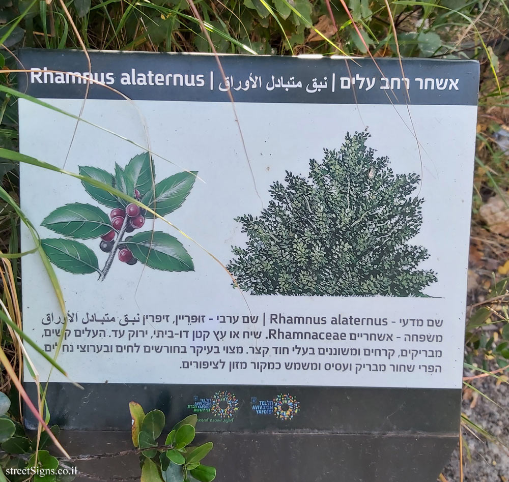 Tel Aviv - Ecological Botanical Garden - Mediterranean buckthorn