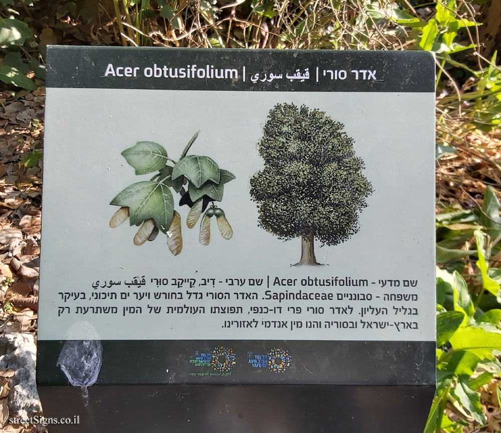 Tel Aviv - Ecological Botanical Garden - Syrian maple