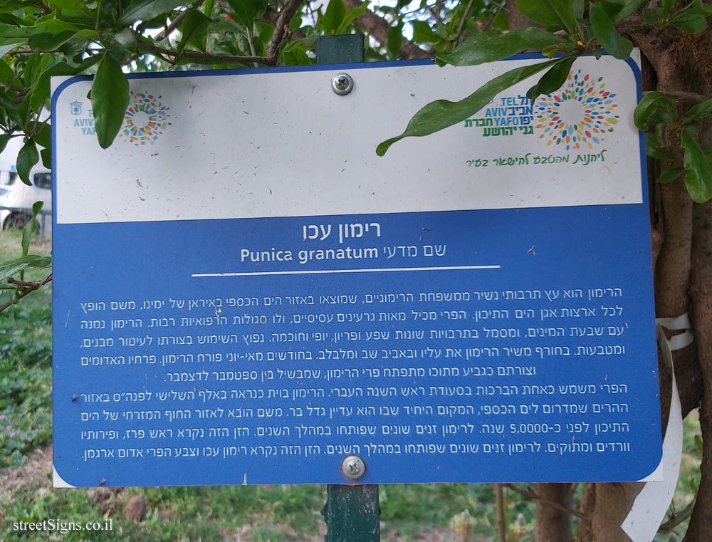 Tel Aviv Orchard - Pomegranate (Acre)