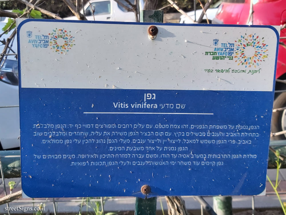 Tel Aviv Orchard - Grape vine
