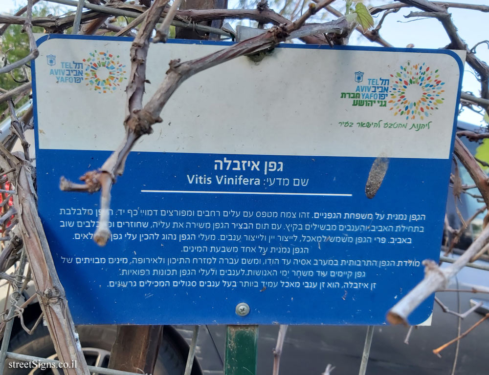 Tel Aviv Orchard - Isabella Grape vine