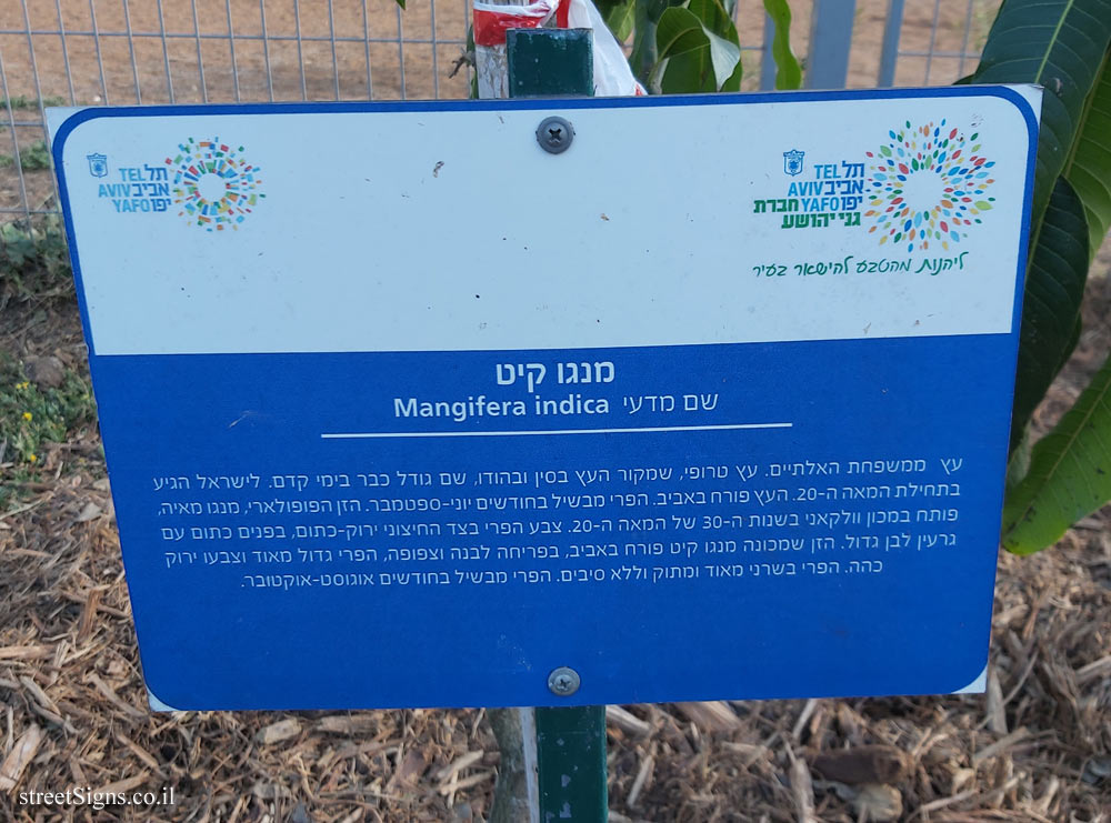 Tel Aviv Orchard - Mango Keitt