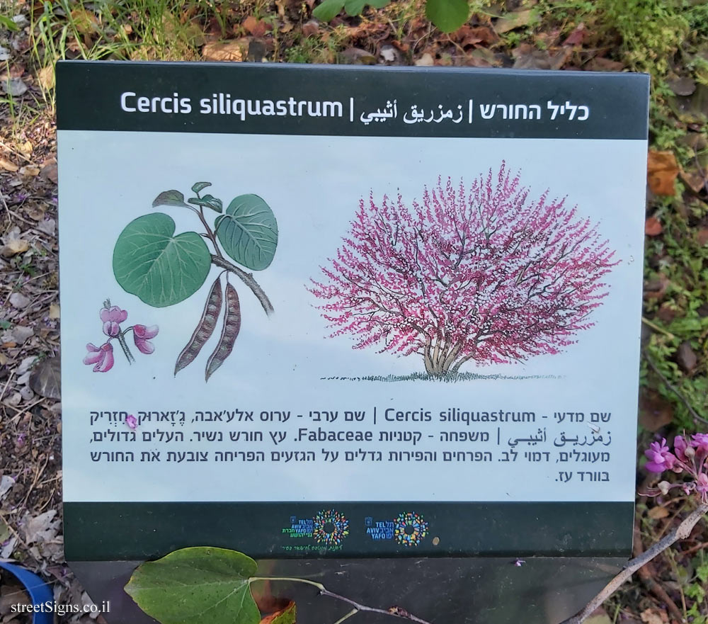 Tel Aviv - Ecological Botanical Garden - Judas tree
