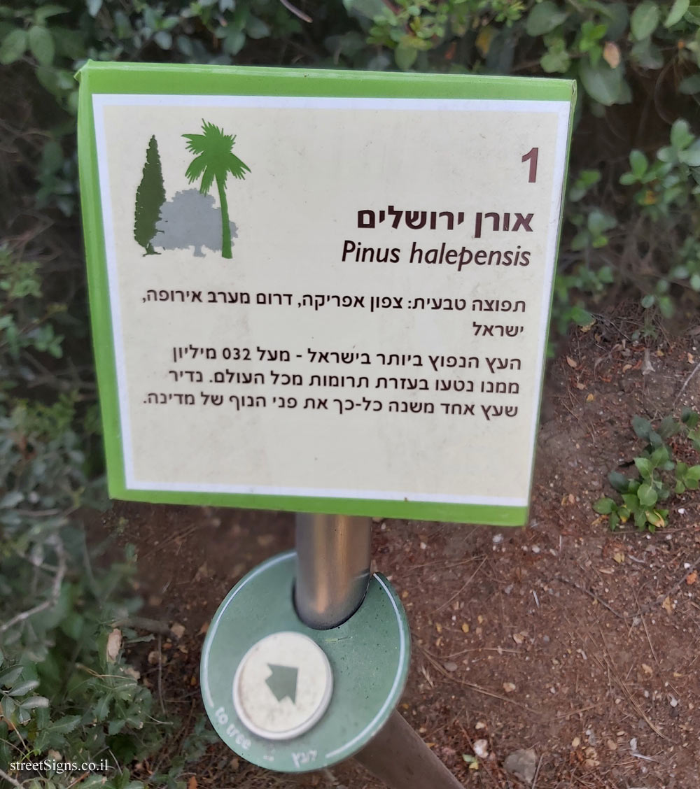 The Hebrew University of Jerusalem - Discovery Tree Walk - Aleppo Pine