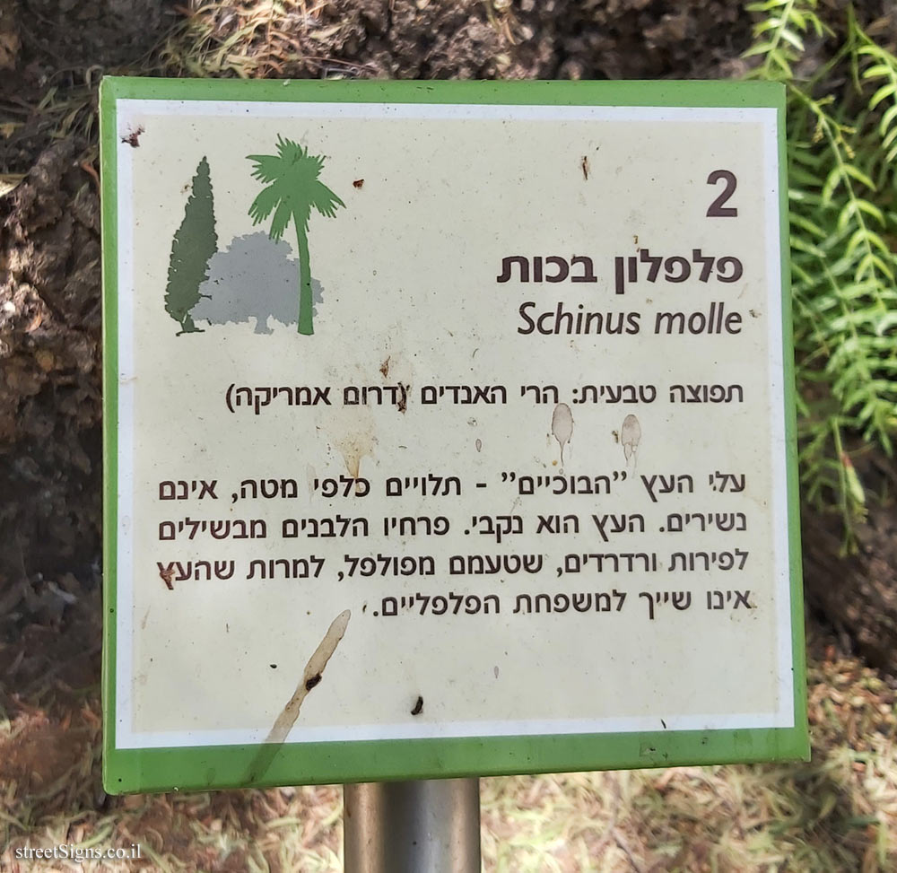 The Hebrew University of Jerusalem - Discovery Tree Walk - California Pepper Tree