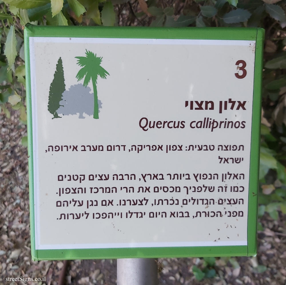 The Hebrew University of Jerusalem - Discovery Tree Walk - Palestine Oak