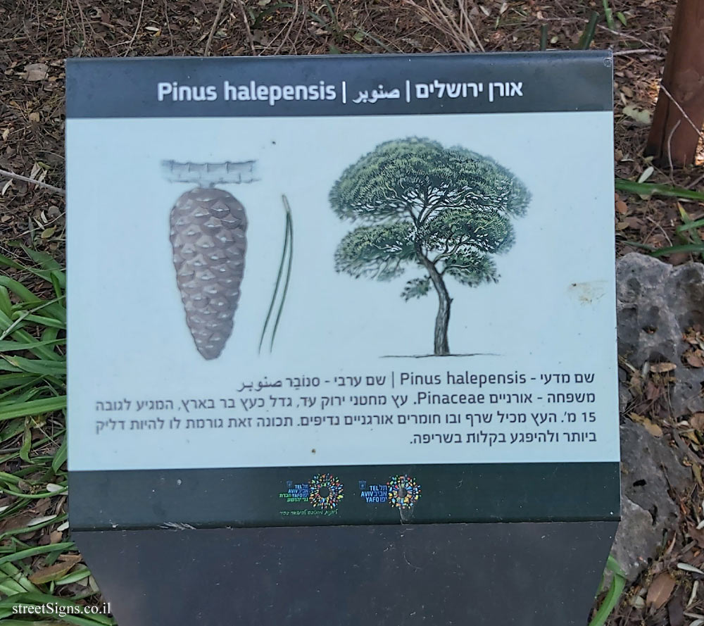 Tel Aviv - Ecological Botanical Garden - Aleppo Pine