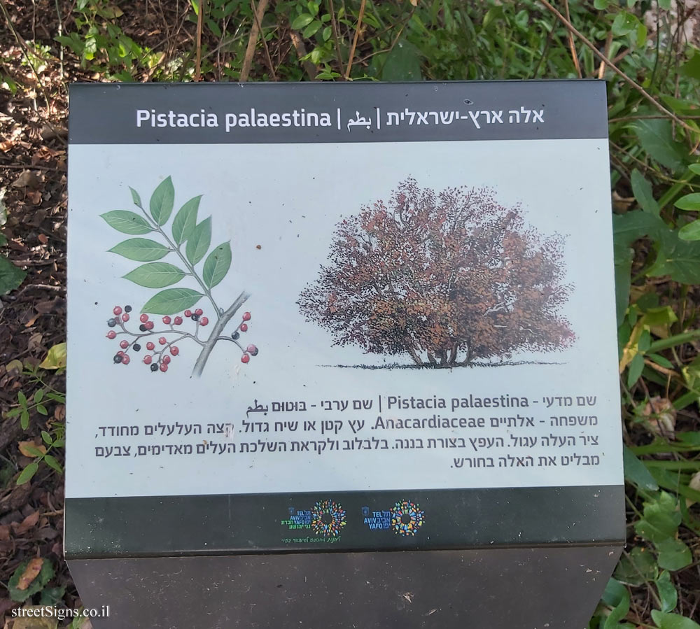 Tel Aviv - Ecological Botanical Garden - Terebinth