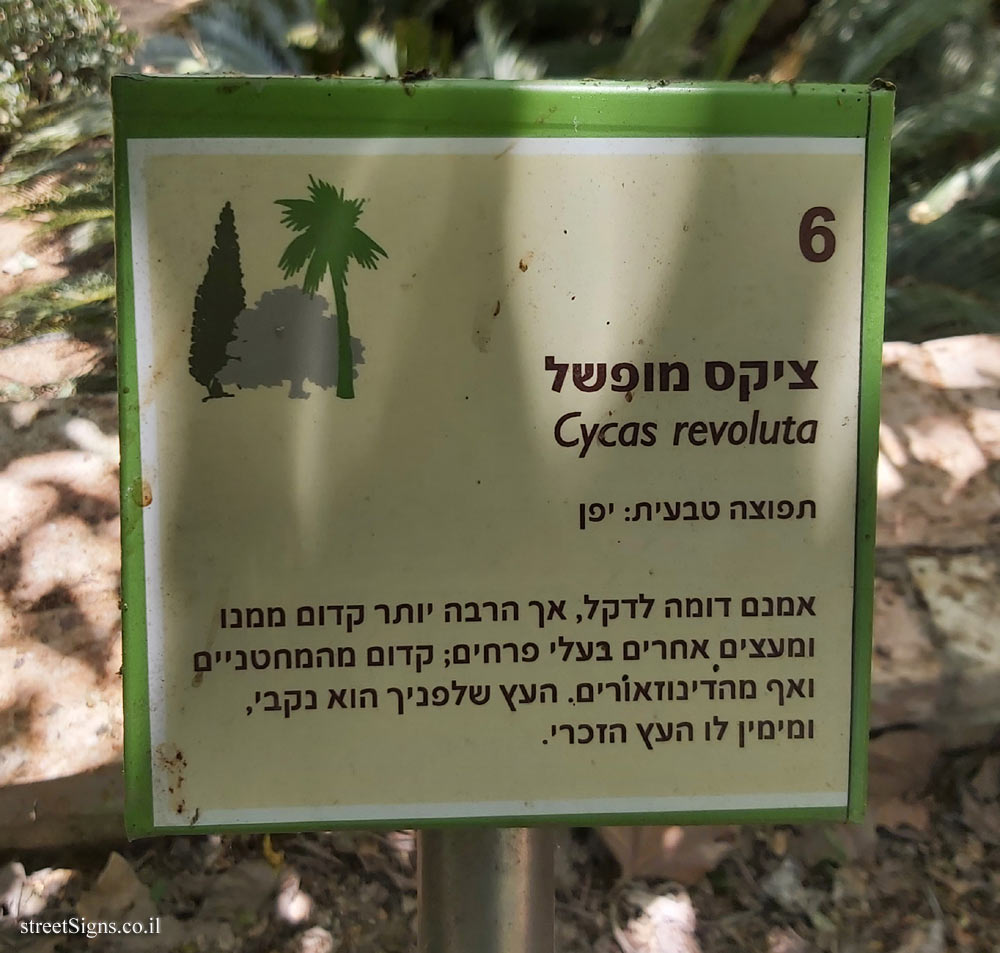 The Hebrew University of Jerusalem - Discovery Tree Walk - False Sago Palm