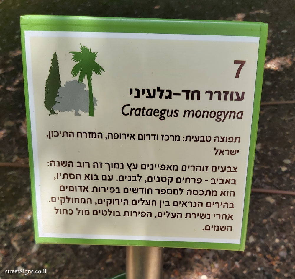 The Hebrew University of Jerusalem - Discovery Tree Walk - Common Hawthorn