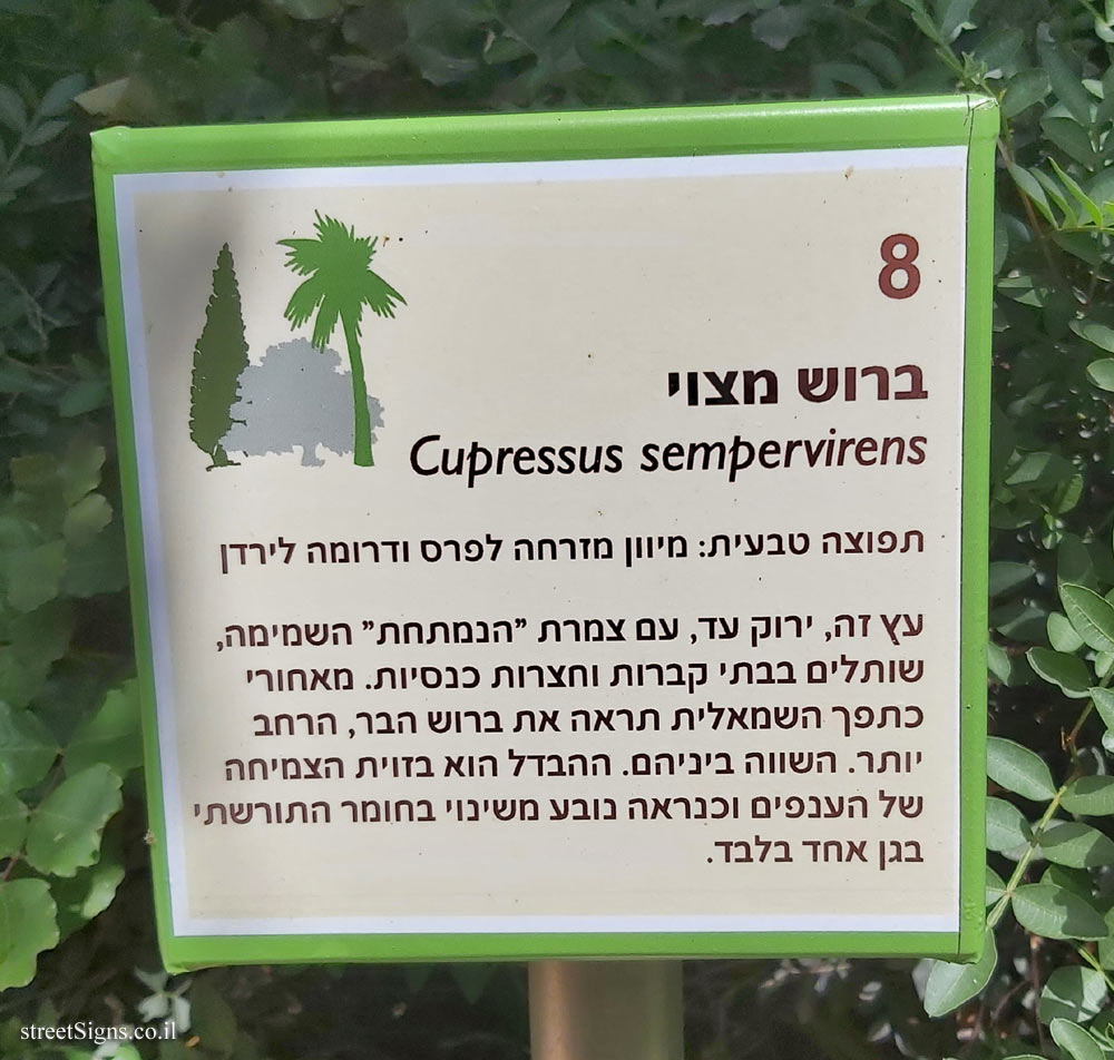 The Hebrew University of Jerusalem - Discovery Tree Walk - Italian Cypress