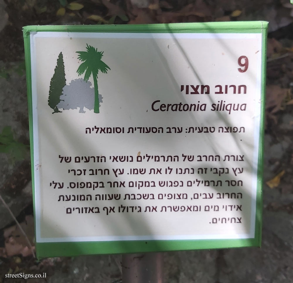 The Hebrew University of Jerusalem - Discovery Tree Walk - Carob