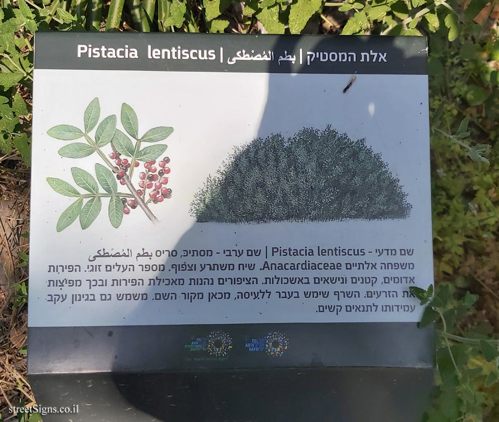 Tel Aviv - Ecological Botanical Garden - Lentisk mastic