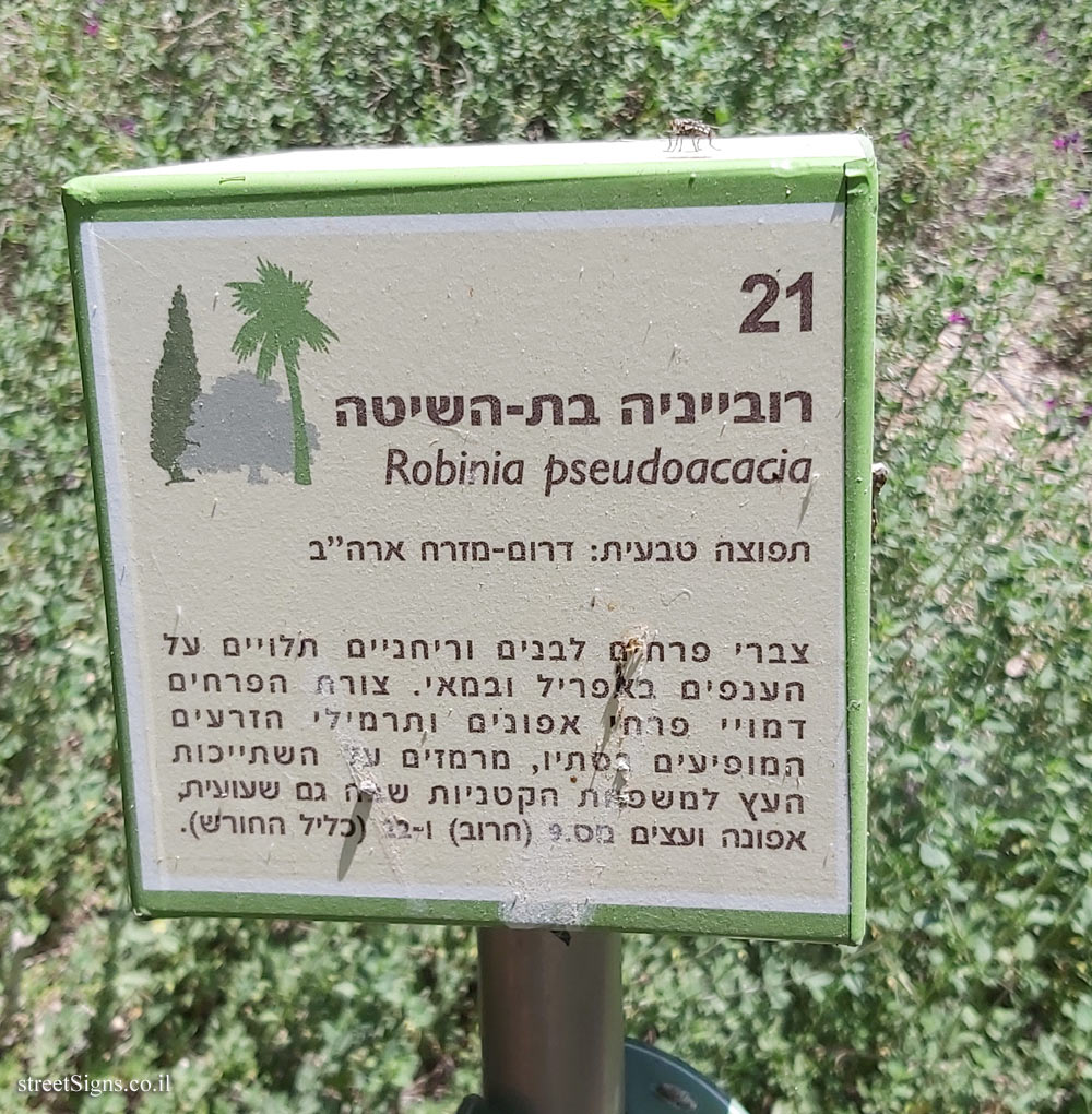 The Hebrew University of Jerusalem - Discovery Tree Walk - Black Locust