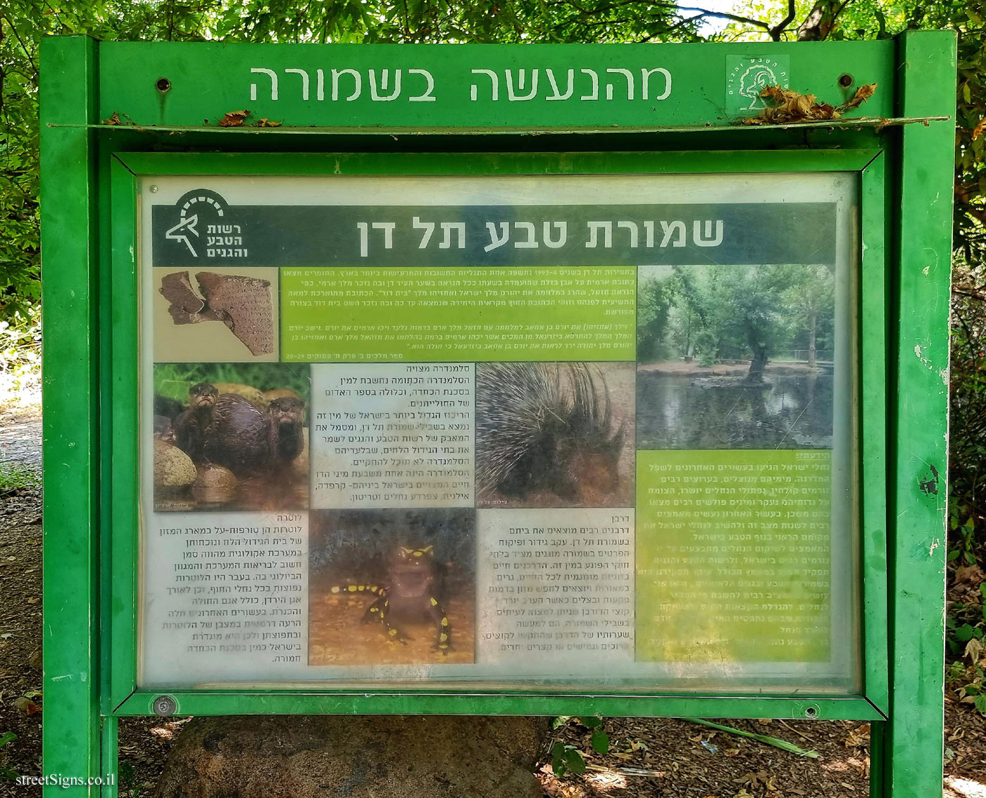 Tel Dan Nature Reserve - from what is happening in the reserve