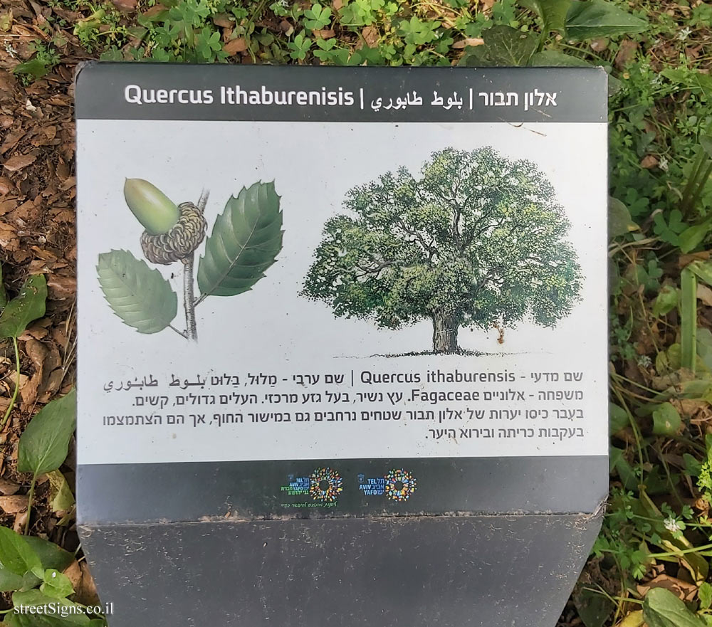 Tel Aviv - Ecological Botanical Garden - Mount Tabor oak