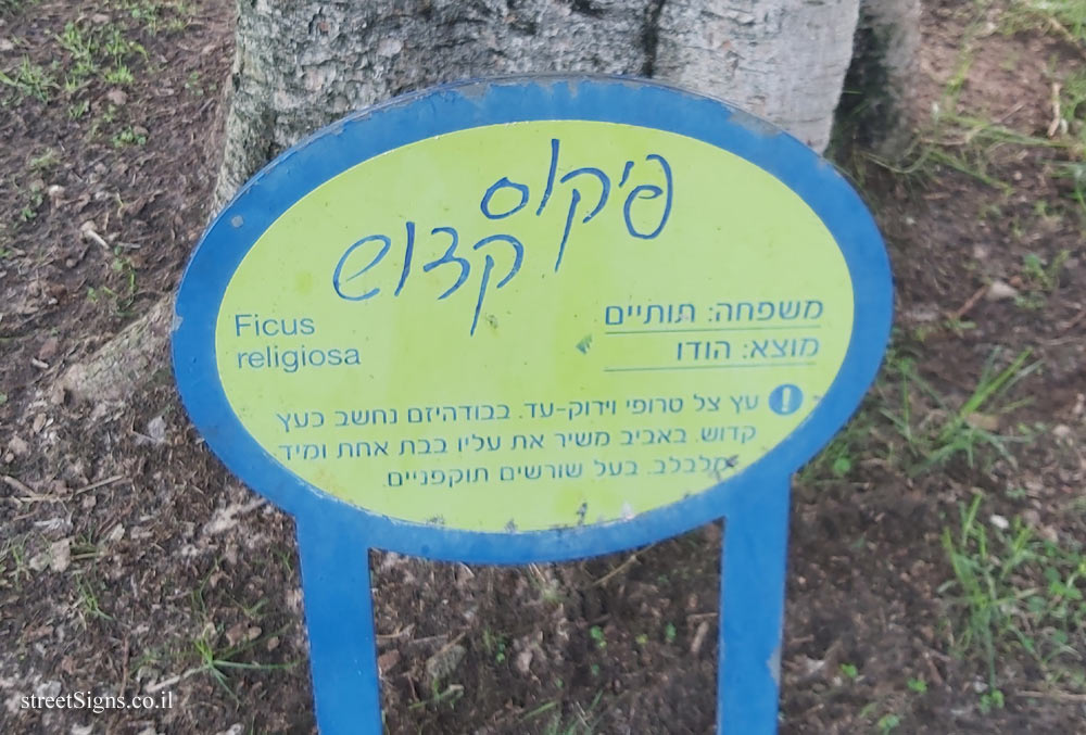 Ramat Gan - the national park - Sacred fig