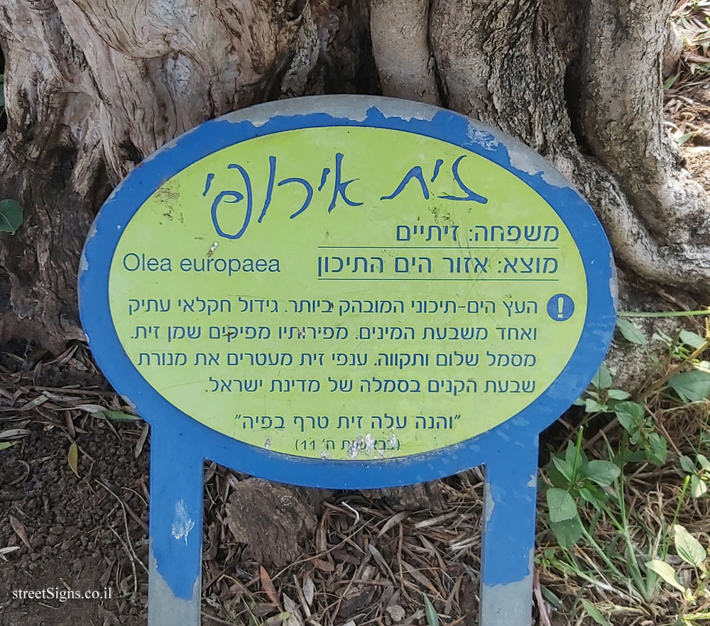 Ramat Gan - the national park - Olive