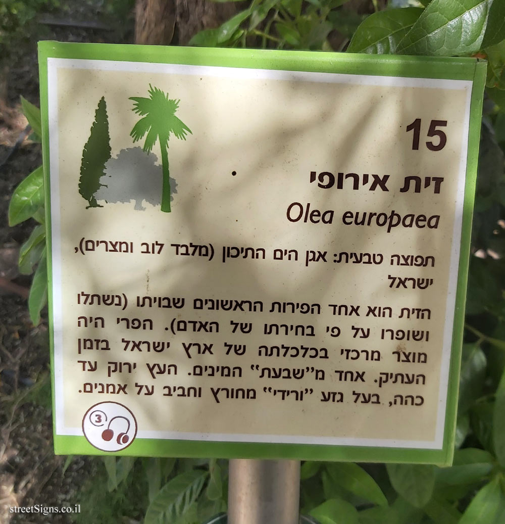 The Hebrew University of Jerusalem - Discovery Tree Walk - Olive