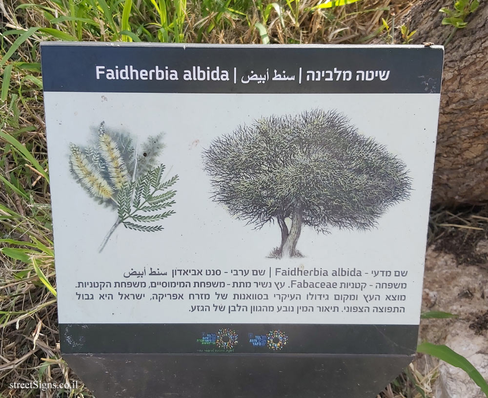 Tel Aviv - Ecological Botanical Garden - White acacia