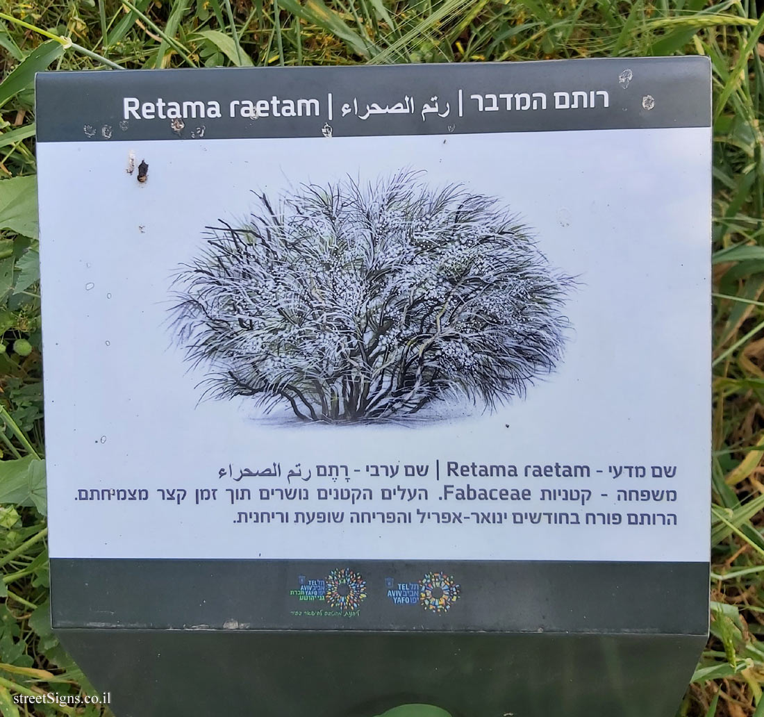 תל אביב - גן בוטני אקולוגי - רותם המדבר