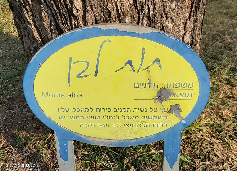 Ramat Gan - the national park - White Mulberry