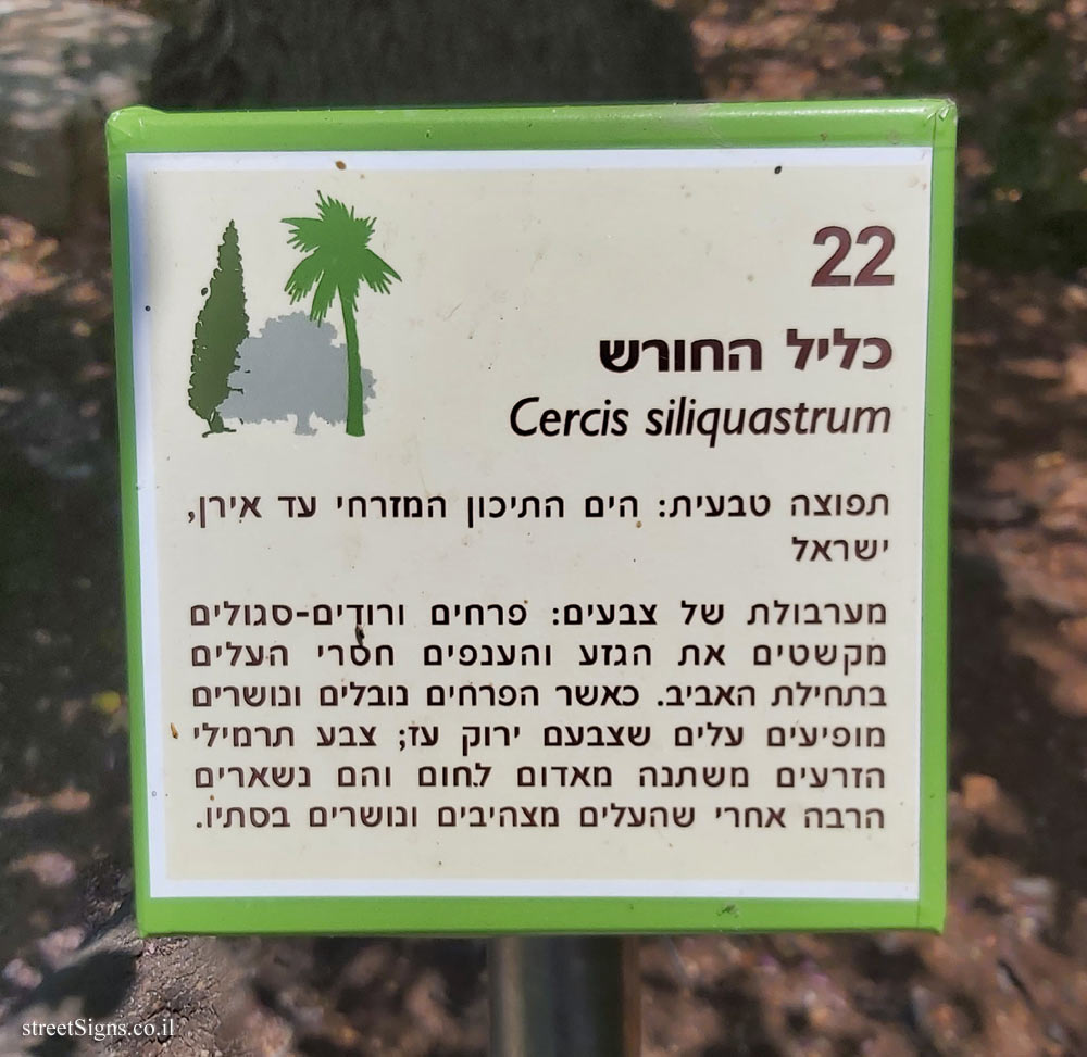 The Hebrew University of Jerusalem - Discovery Tree Walk - Redbud