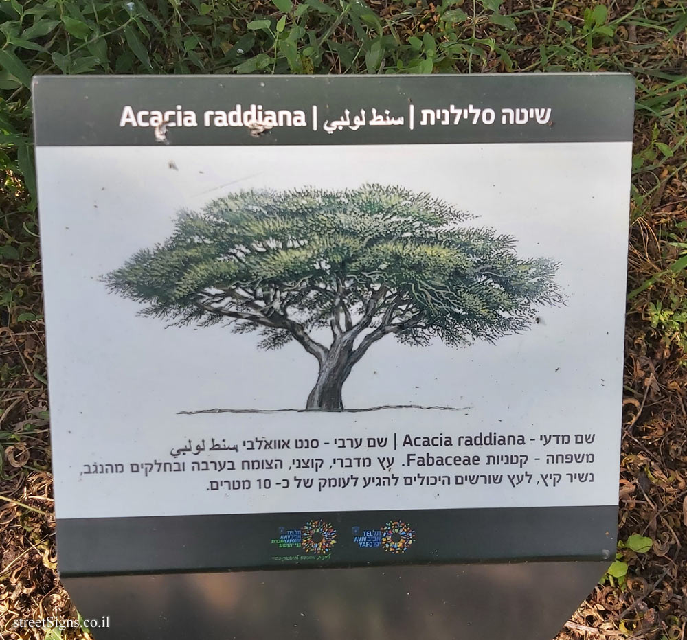 Tel Aviv - Ecological Botanical Garden - Twisted acacia