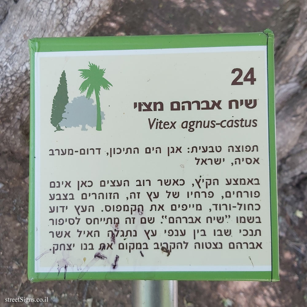 The Hebrew University of Jerusalem - Discovery Tree Walk - Chaste tree